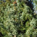 Juniperus communis rameau